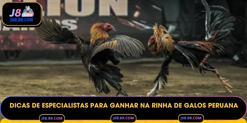 Dicas de Especialistas para Ganhar na Rinha de Galos Peruana
