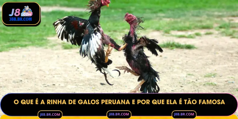 O Que é a Rinha de Galos Peruana e Por Que Ela é Tão Famosa