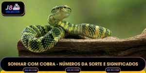 Sonhar com Cobra - Números da Sorte e Significados